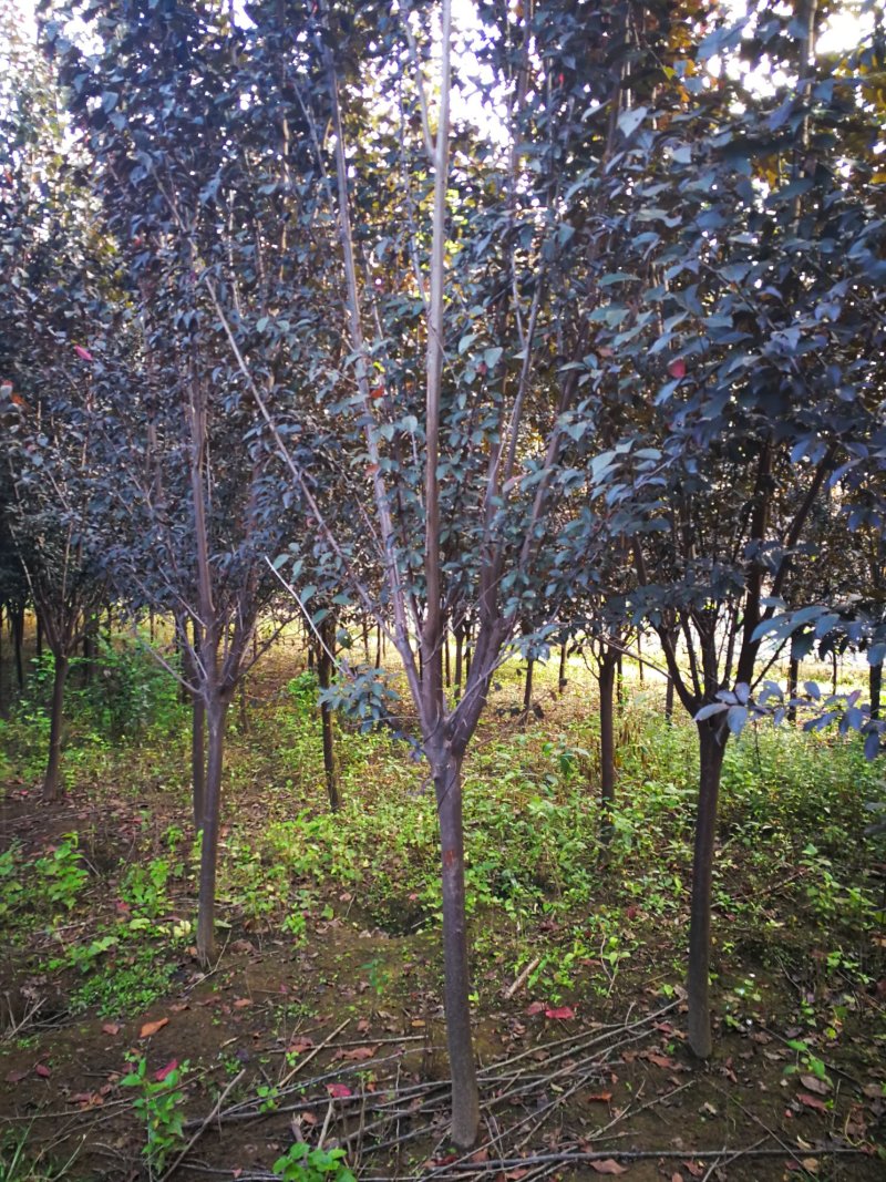 紫叶李5--8公分