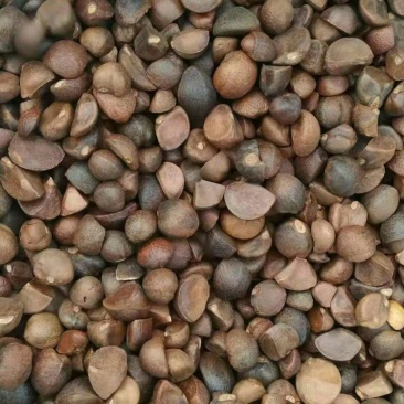 干油茶籽