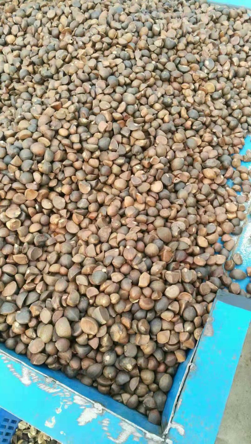 干油茶籽