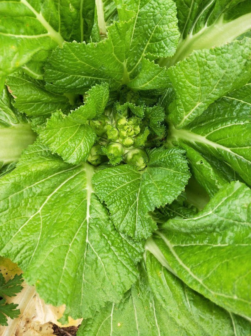 儿菜2斤以上
