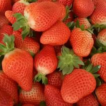精品宁玉草莓