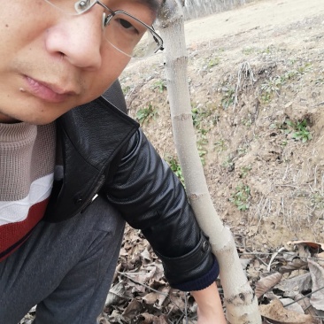核桃苗，核桃树苗，占地果树苗木，自己的清地处理！