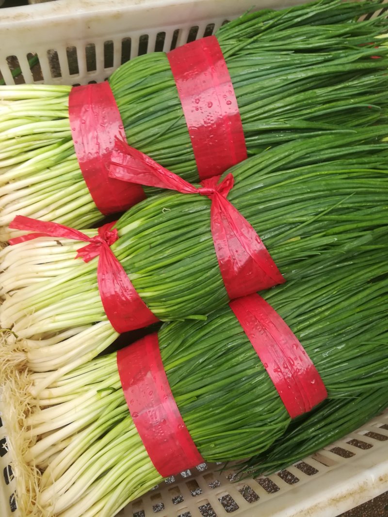 香葱
