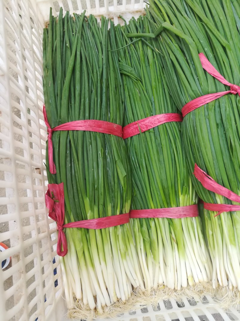 香葱