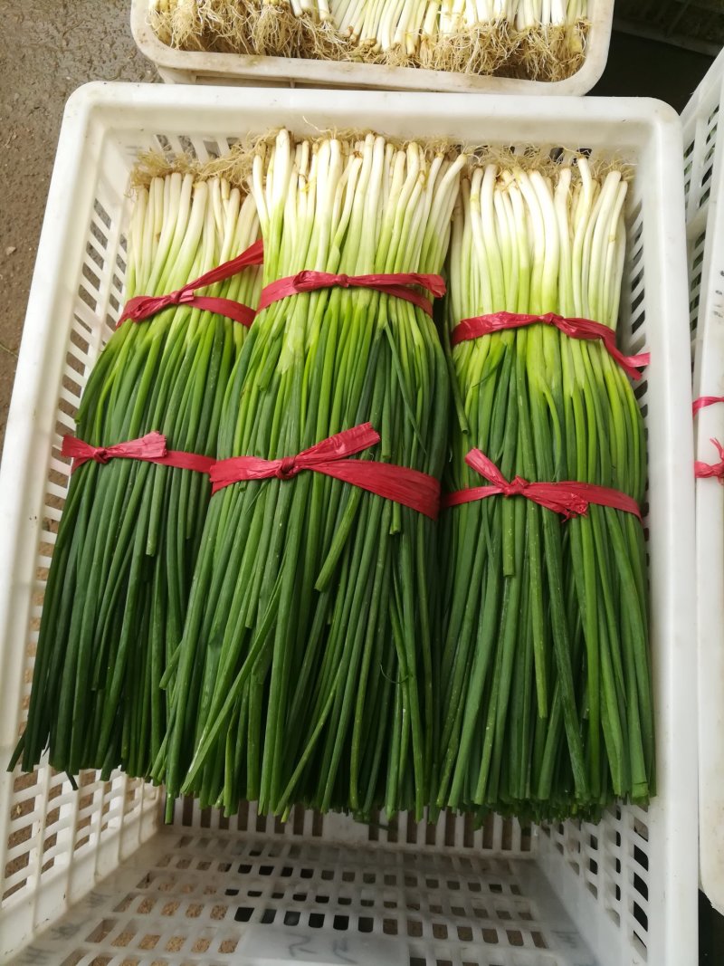 香葱