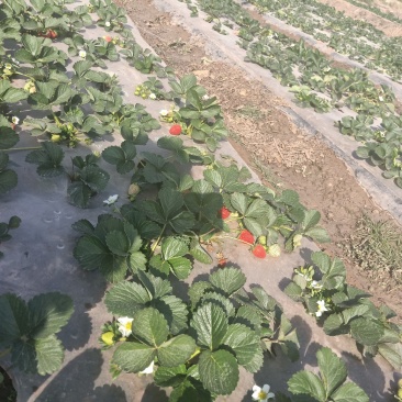 巧克力味，菠萝味草莓，有需要的老板提前联系