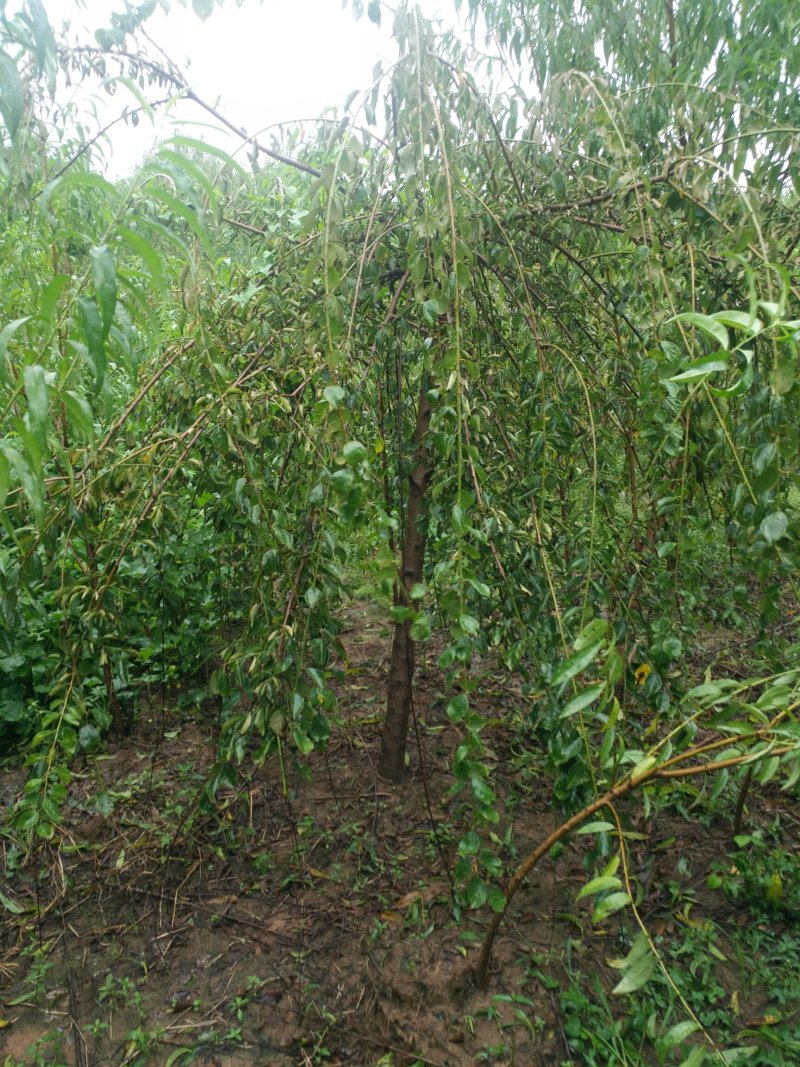 垂梅4一8公分垂梅，开花时太美，可实地看货