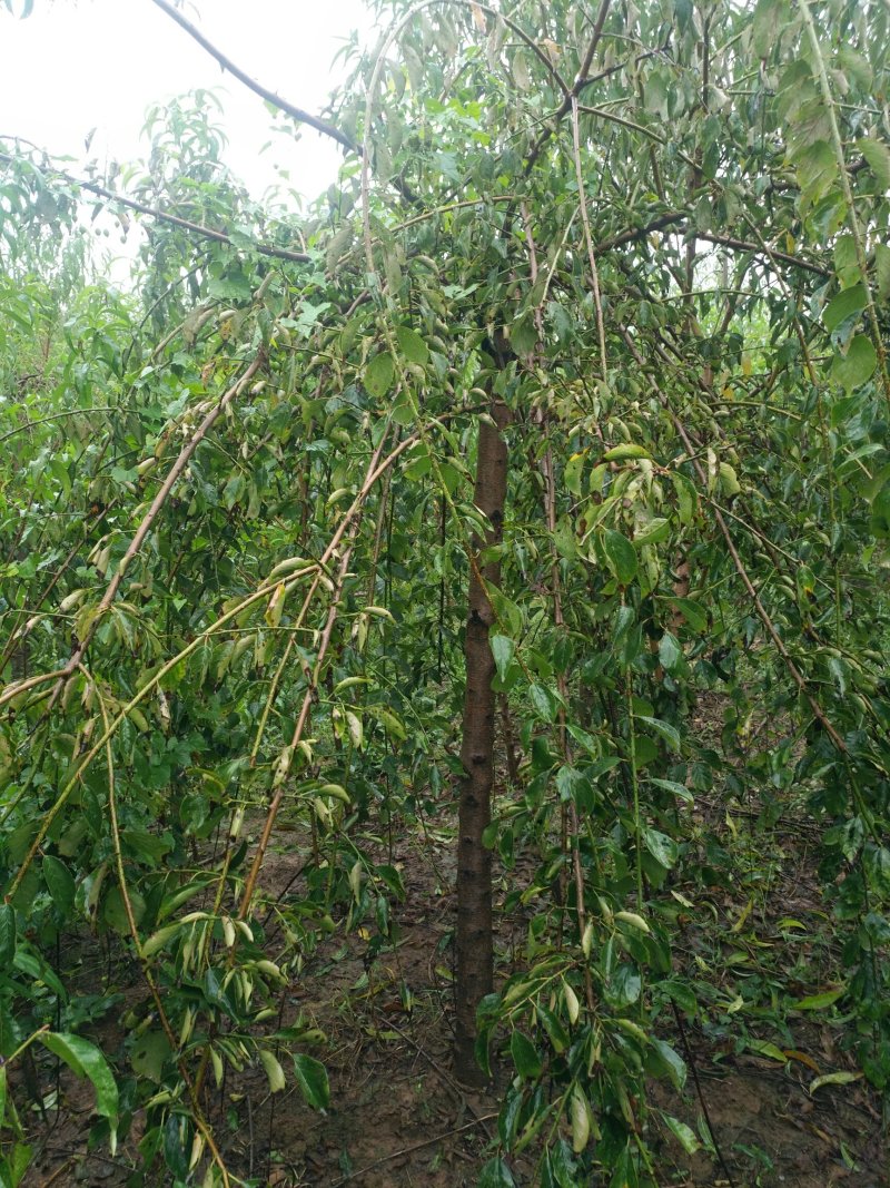 垂梅4一8公分垂梅，开花时太美，可实地看货