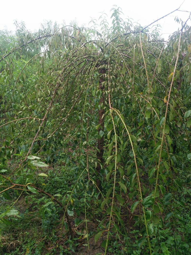 垂梅4一8公分垂梅，开花时太美，可实地看货