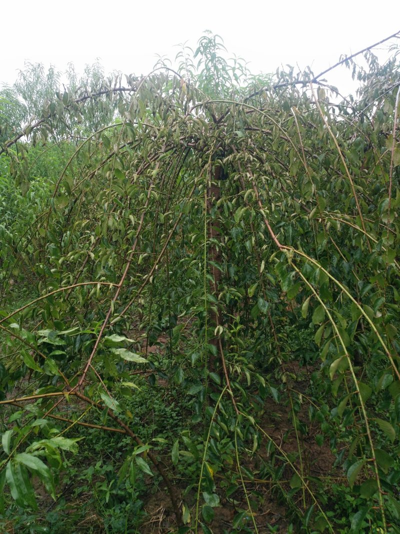 垂梅4一8公分垂梅，开花时太美，可实地看货