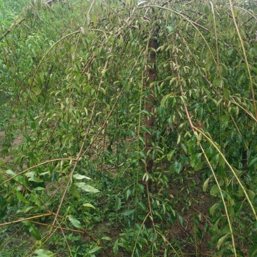 垂梅4一8公分垂梅，开花时太美，可实地看货