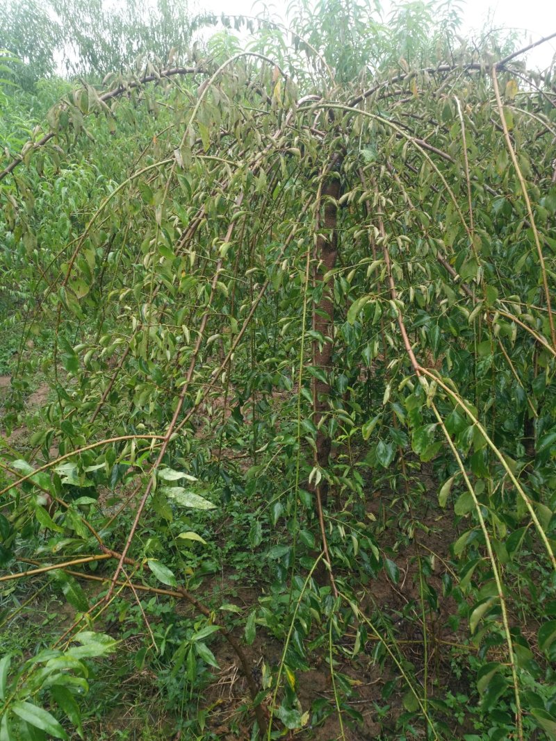 垂梅4一8公分垂梅，开花时太美，可实地看货