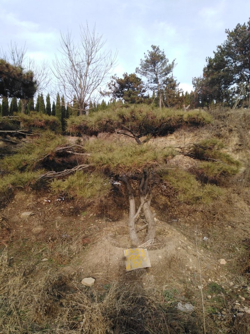 造型油松