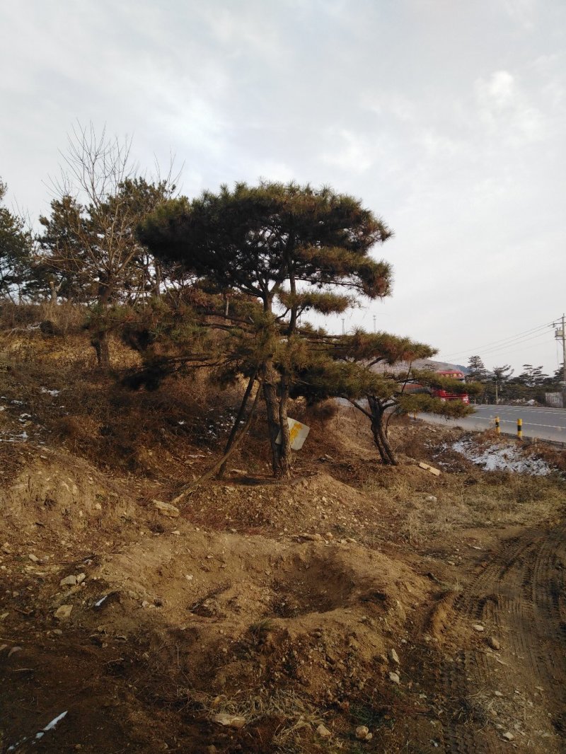 造型油松
