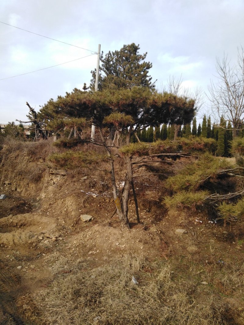 造型油松