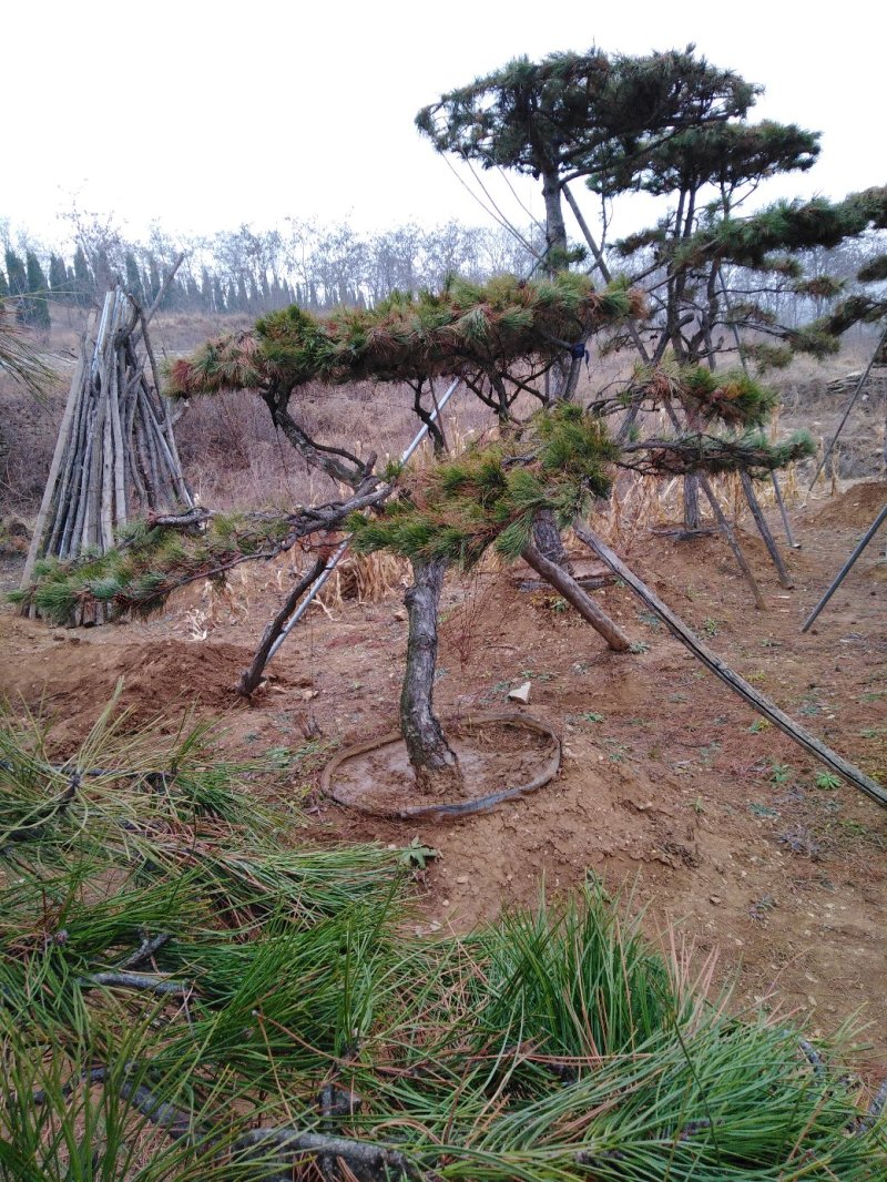 造型油松