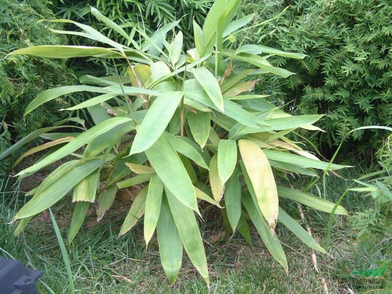 箬竹，50公分高箬竹，1米1.5高箬竹，一米高阔叶箬竹