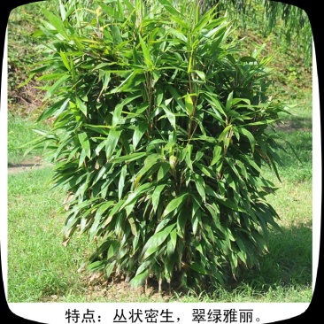 箬竹,50公分高箬竹,1米1.5高箬竹,一米高阔叶箬竹