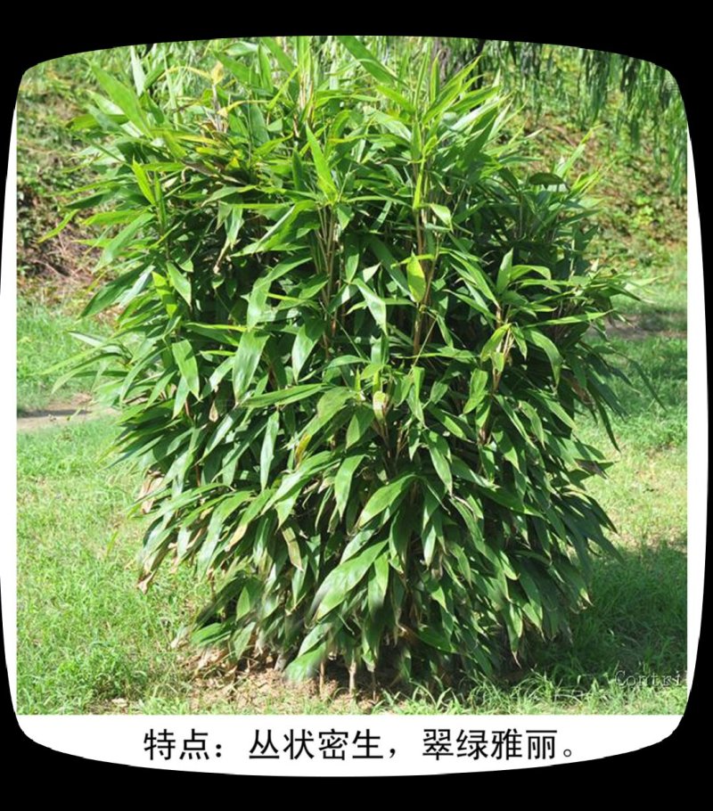 箬竹，50公分高箬竹，1米1.5高箬竹，一米高阔叶箬竹