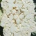 菜花