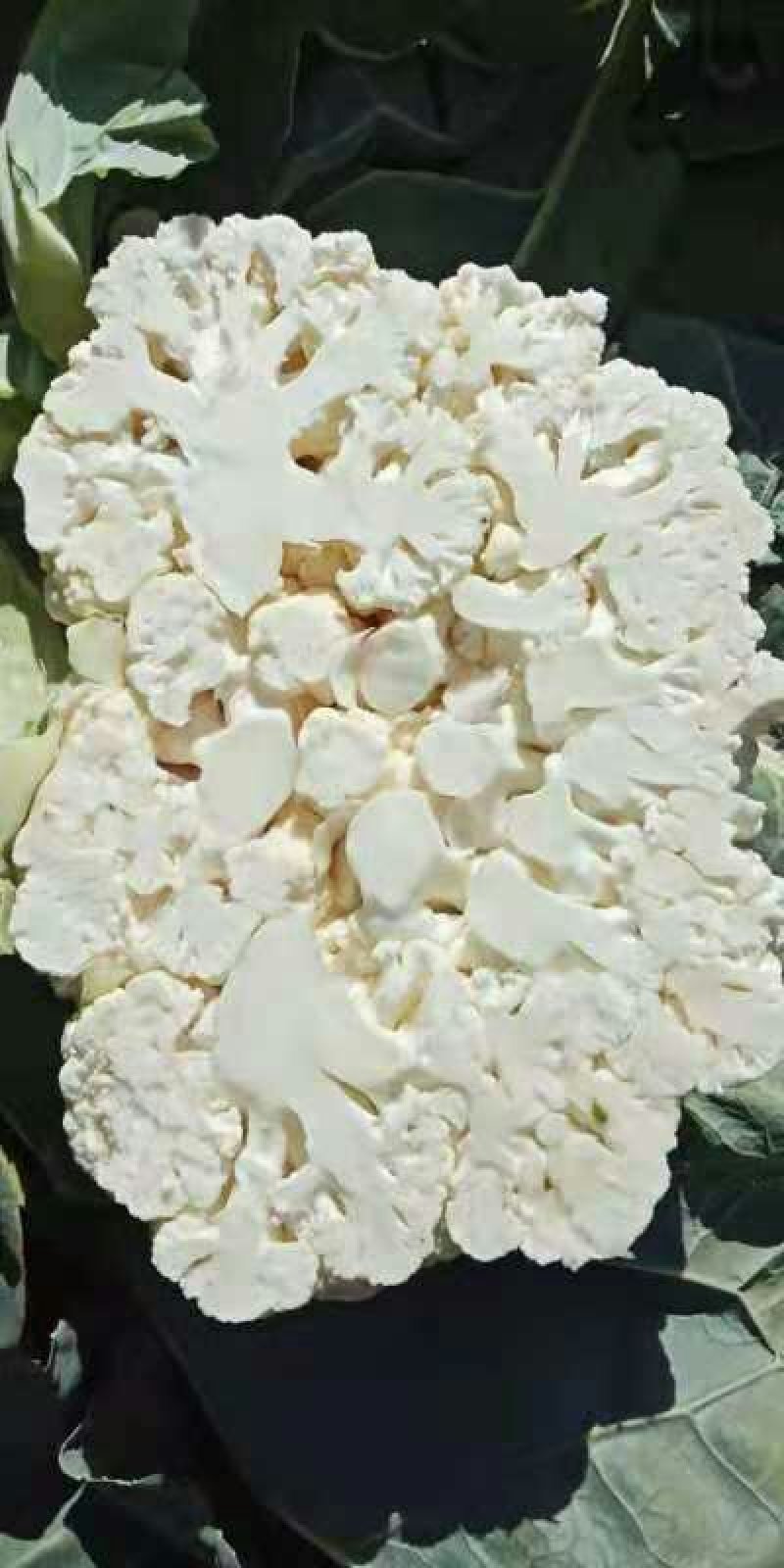 菜花