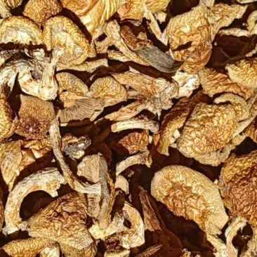干滑子菇鲜滑子菇