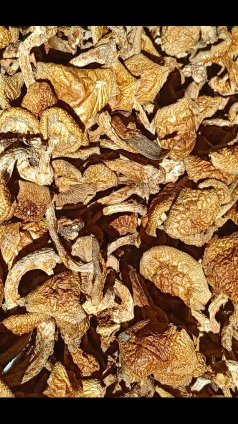干滑子菇鲜滑子菇