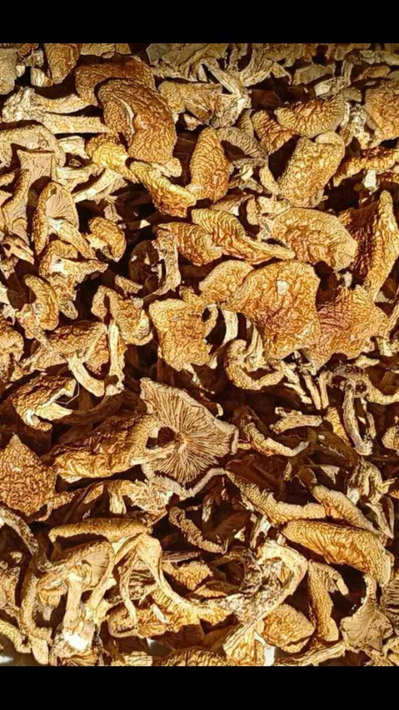 干滑子菇鲜滑子菇