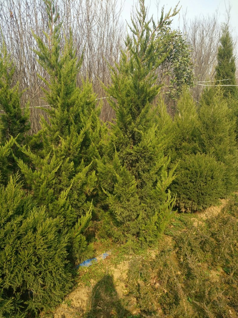 龙柏，2米2.5米3米4米高龙柏，大量供应