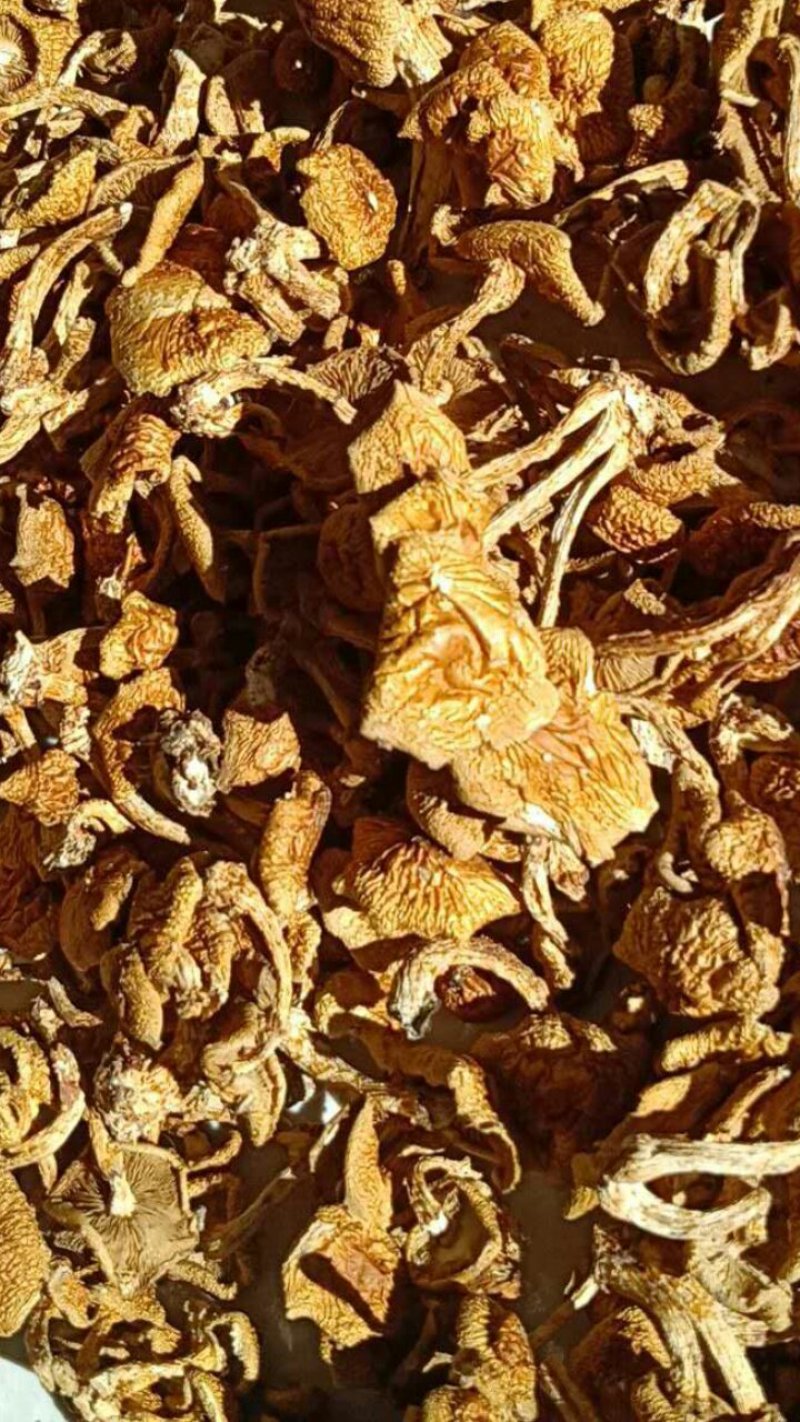食用菌