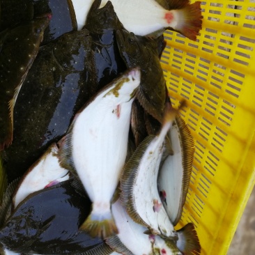 牙片鱼，比目鱼，左口鱼活鱼