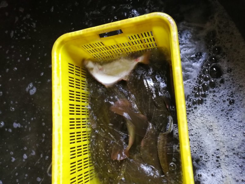 牙片鱼，比目鱼，左口鱼活鱼