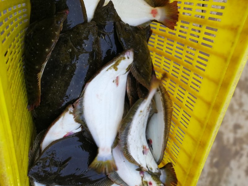 牙片鱼，比目鱼，左口鱼活鱼