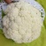 优质福建花菜-颜色白青梗白面散花松花菜椰花菜实力代办