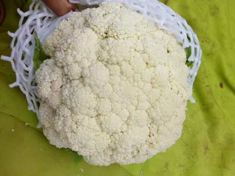 优质福建花菜-颜色白青梗白面散花松花菜椰花菜实力代办