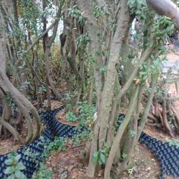 映山红下山桩