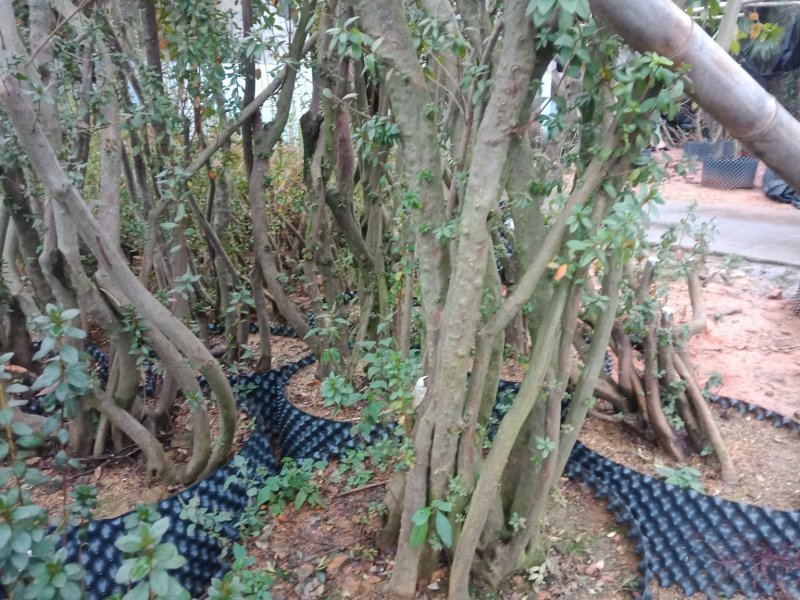 映山红下山桩
