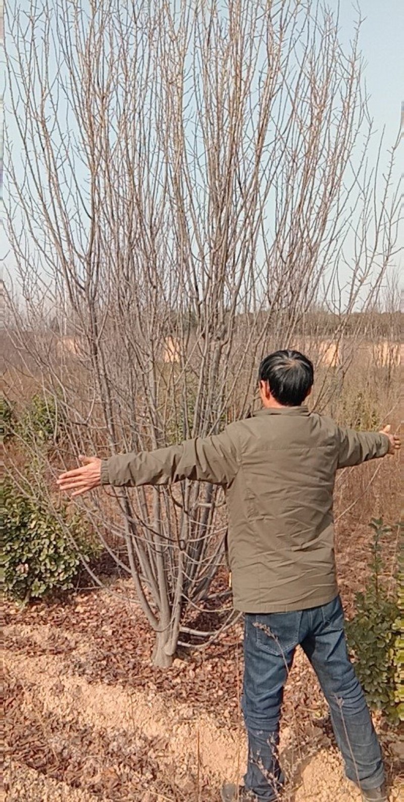 常年供应陕西丛生红叶李一级苗