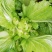 500多亩儿菜，预计12月中旬大量上市，量大从优