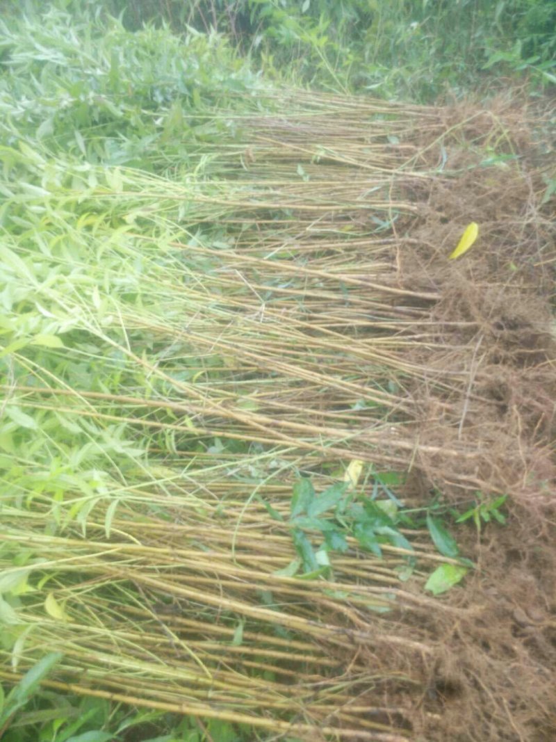 桃树苗毛桃树苗实生毛桃苗基地直供量大从优