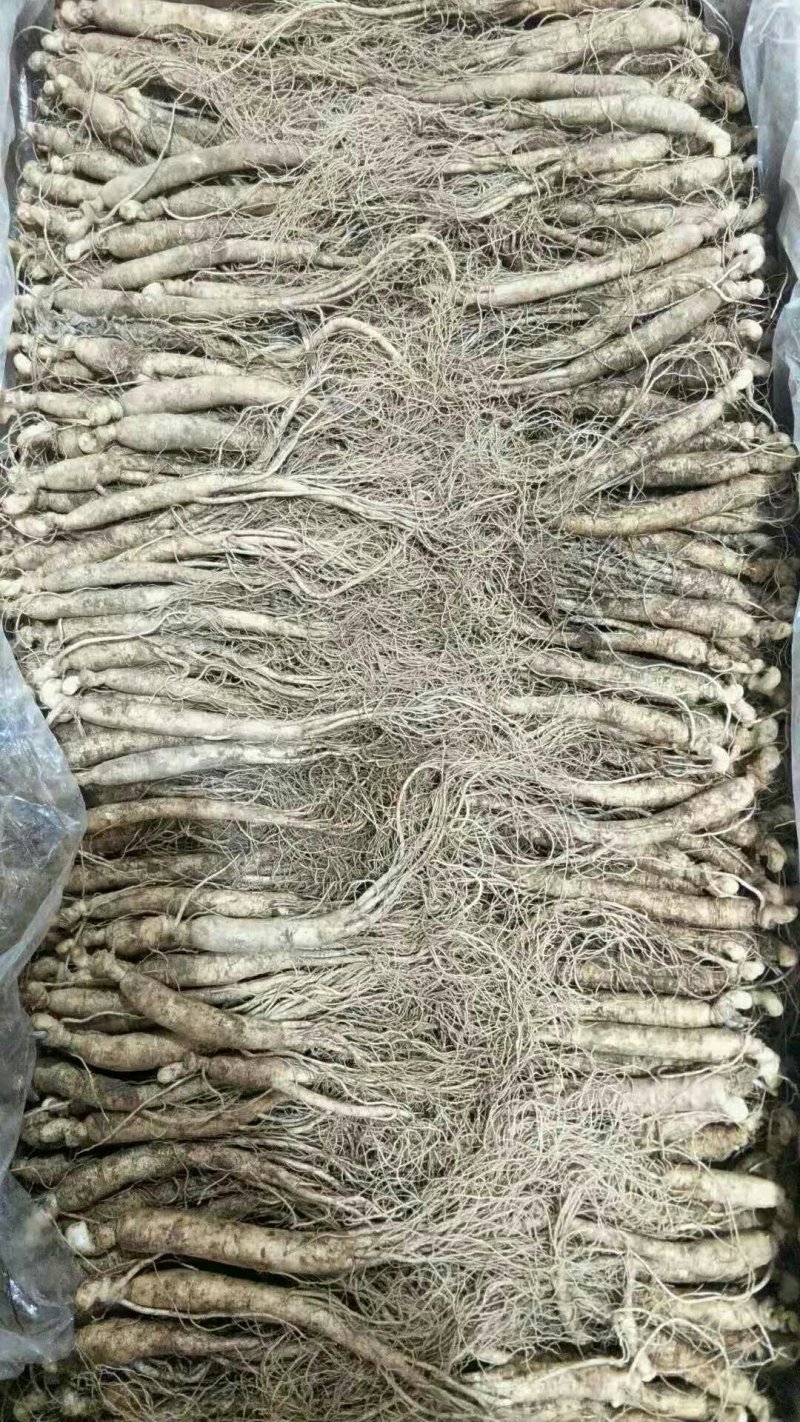 人参
