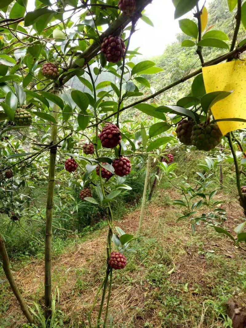 黑老虎大苗