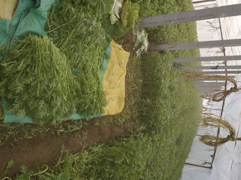 小叶茼蒿菜有机菜