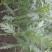 小叶茼蒿菜有机菜
