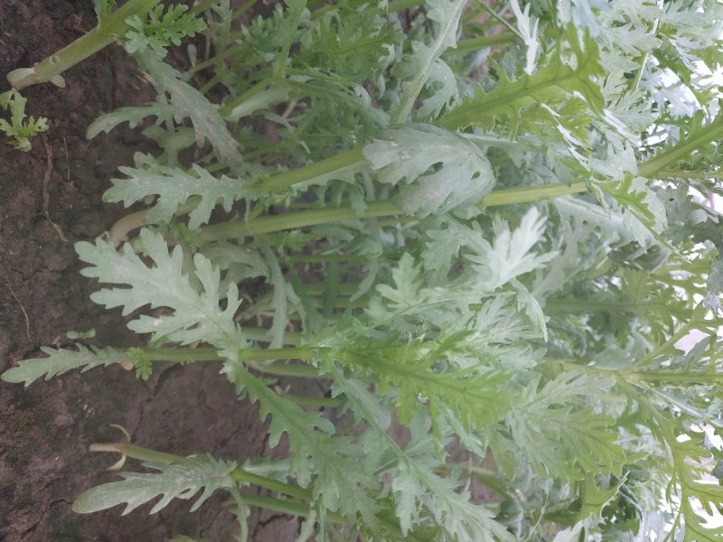 小叶茼蒿菜有机菜