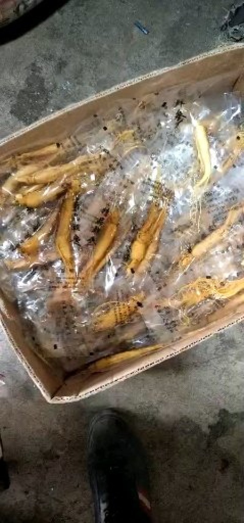 保鲜参促销各种规格，保证质量，2022年新货，可配礼