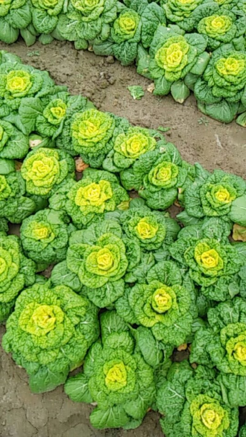 自家种植优质黄心菜，质量保证量大从优