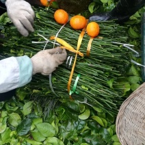 明日见嫁接枝条，中熟品种，包邮，假一罚百，买枝条。送果果