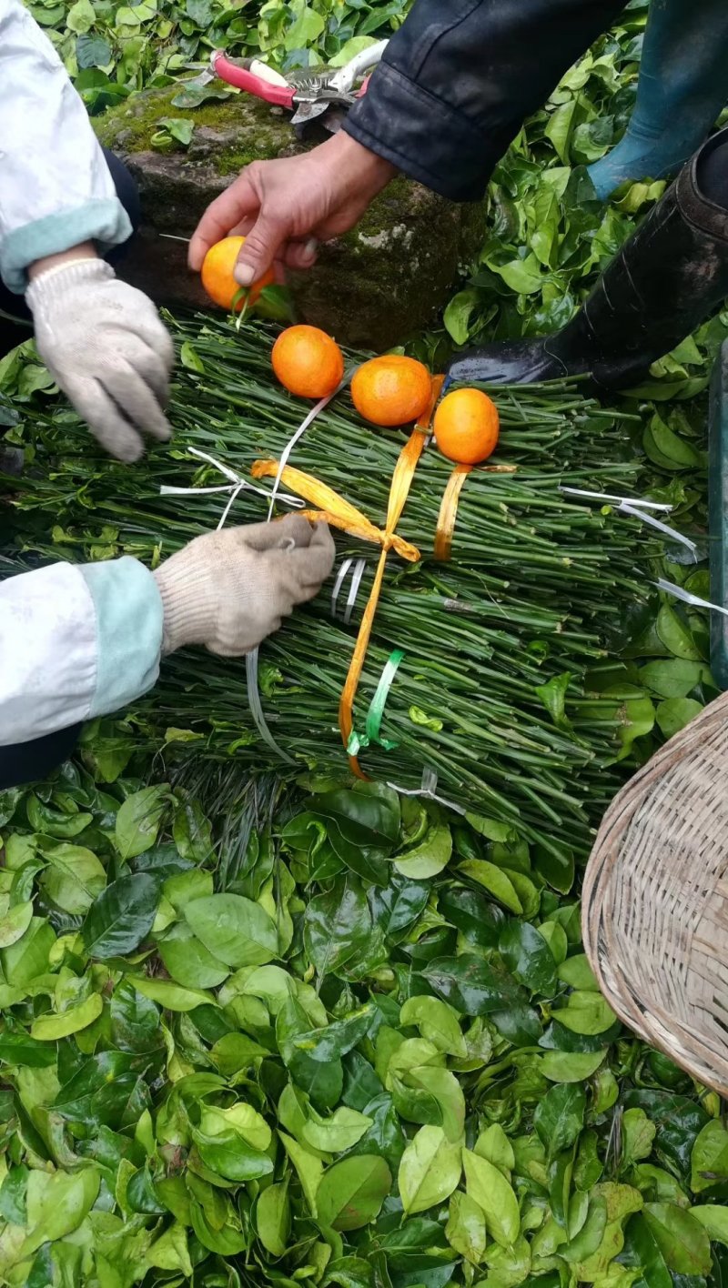 明日见嫁接枝条，中熟品种，包邮，假一罚百，买枝条。送果果