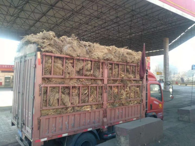 【精品】红葱大葱一手货源产地直发量大从优